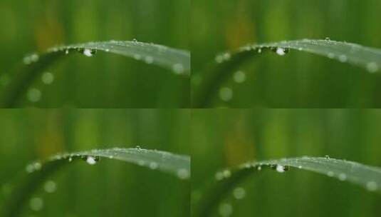 叶子上的水珠雨点落在绿色植物上高清在线视频素材下载