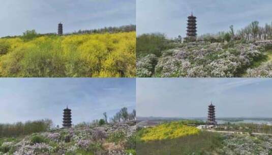 石家庄滹沱河花海高清在线视频素材下载