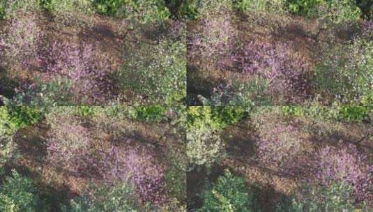 春天紫荆花盛开航拍高清在线视频素材下载
