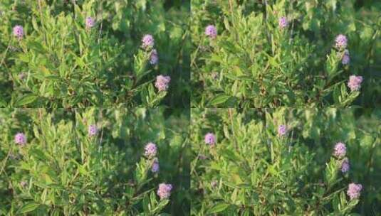 大兴安岭药用野生植物绣线菊高清在线视频素材下载