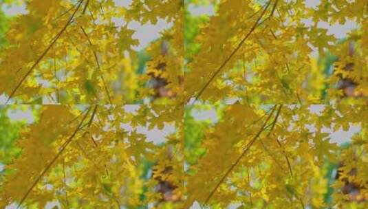 秋天阳光下金色的枫叶随风摇摆高清在线视频素材下载