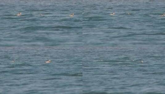 潜鸭在江面的波浪中的升格特写高清在线视频素材下载