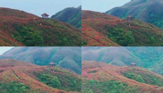 长沙浏阳大围山国家森林公园杜鹃花航拍高清在线视频素材下载