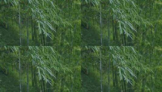 竹子竹叶微风吹动高清在线视频素材下载
