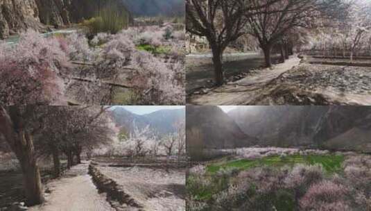 新疆塔县 杏花村 春天航拍 花树下穿梭高清在线视频素材下载