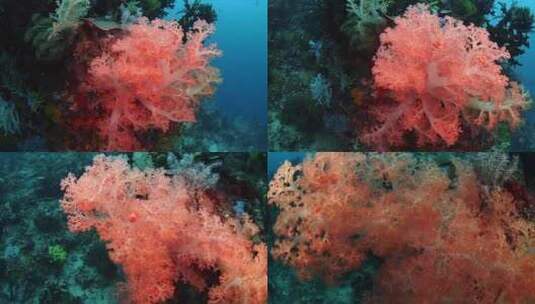 海底珊瑚礁高清在线视频素材下载