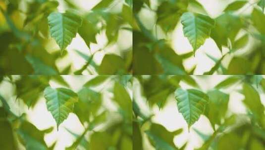 森林，树叶，绿色，光高清在线视频素材下载