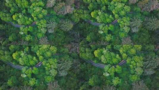 俯拍森林盘山公路绿色生态高清在线视频素材下载