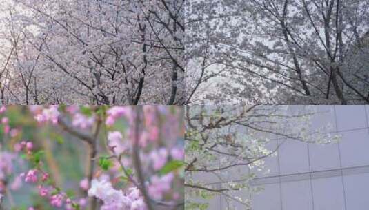 南京玄武区古鸡鸣寺游客观赏樱花人流风景视高清在线视频素材下载