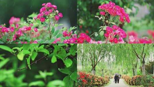 雨中景色雨滴花朵高清在线视频素材下载