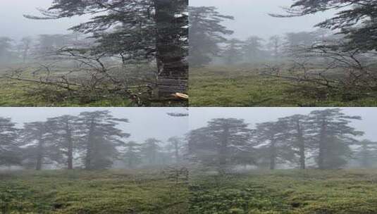 瓦屋山秋冬季云雾缭绕的景色高清在线视频素材下载