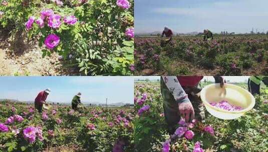 收获药用玫瑰 中药材种植高清在线视频素材下载