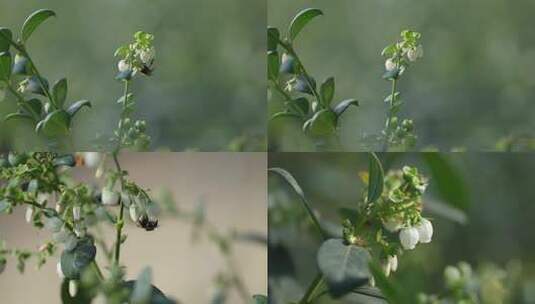 蓝莓花和蜜蜂高清在线视频素材下载