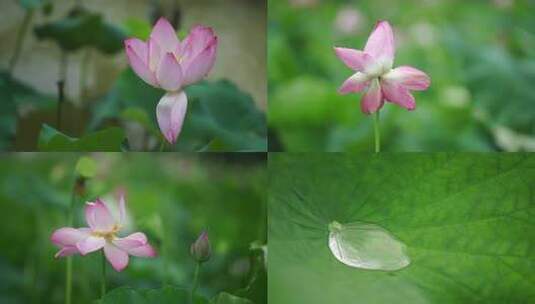 唯美雨荷高清在线视频素材下载