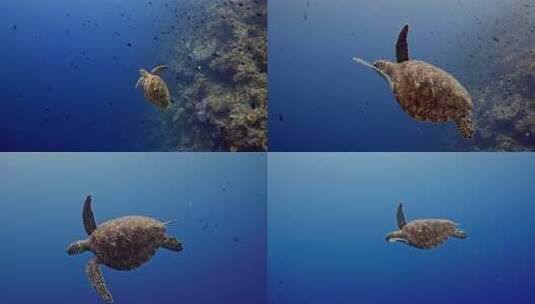 海底海龟近距离拍摄高清在线视频素材下载