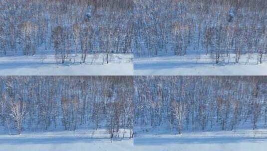 冰雪覆盖的树林和大地的壮观景象高清在线视频素材下载