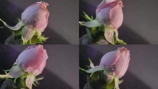 花苞玫瑰花蕾520鲜花 (13)高清在线视频素材下载