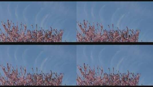 蓝天下的樱树高清在线视频素材下载
