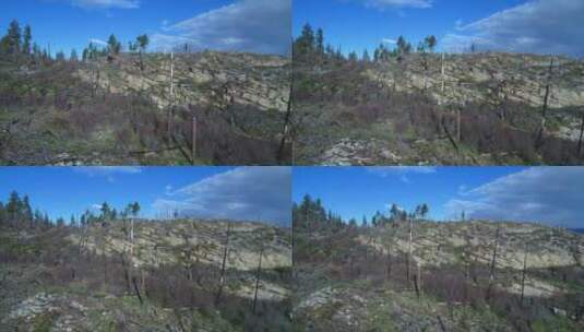 砍伐后的森林高清在线视频素材下载