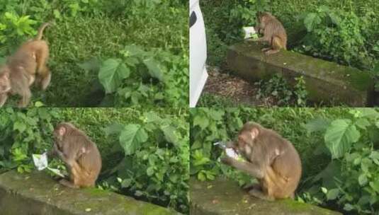 在草地里觅食的猴子高清在线视频素材下载