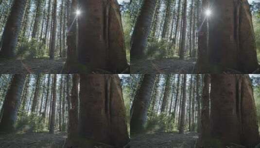 透过森林高大树木的阳光高清在线视频素材下载