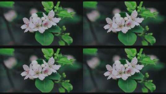 春天的花，春天的绿高清在线视频素材下载