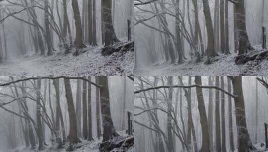 雪后的森林 高清在线视频素材下载