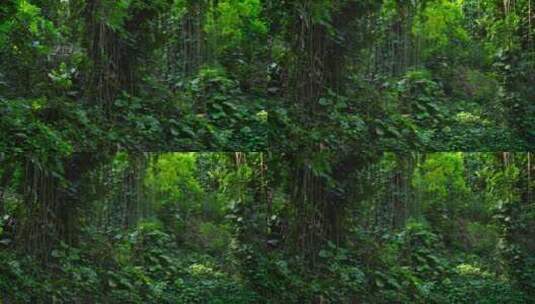 亚马逊雨林高清在线视频素材下载