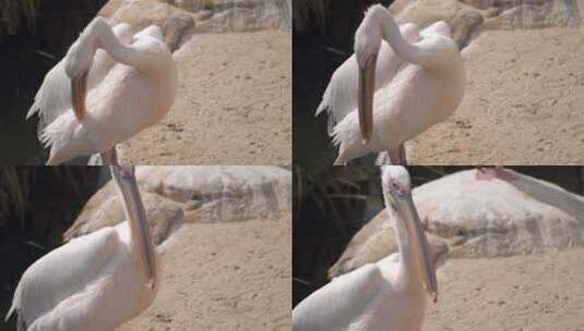 鹈鹕整理羽毛高清在线视频素材下载