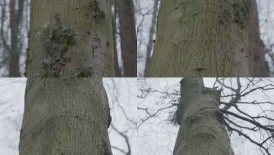 树林里仰拍没树叶的树高清在线视频素材下载