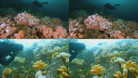 挪威-萨尔茨特劳门水下生物1-58高清在线视频素材下载