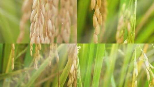 4K唯美大米水稻稻谷广告实拍高清在线视频素材下载