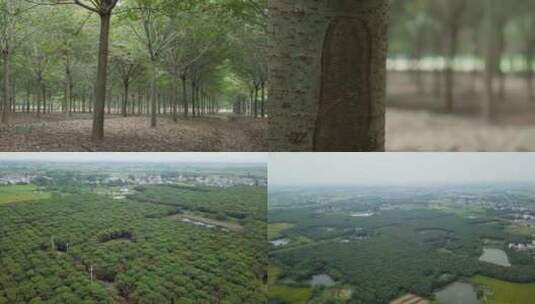 4K实拍和航拍-榉树种植基地高清在线视频素材下载