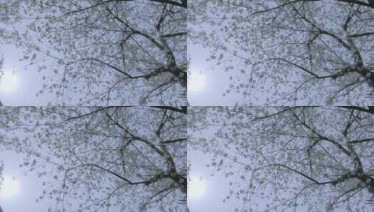 樱花花瓣从树上飘落高清在线视频素材下载