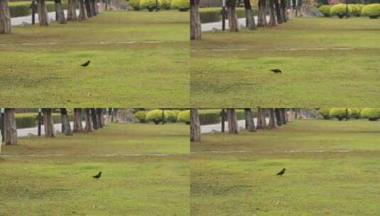 草坪上的鸟儿高清在线视频素材下载
