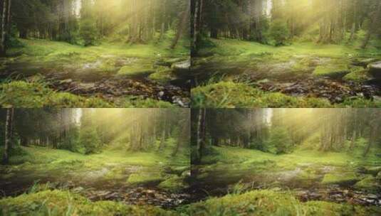 阳光照射在苔藓丛林中流淌的河流上高清在线视频素材下载