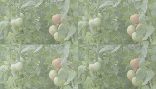 番茄种植LOG视频素材高清在线视频素材下载