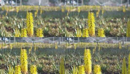 芦荟开花 浇水高清在线视频素材下载