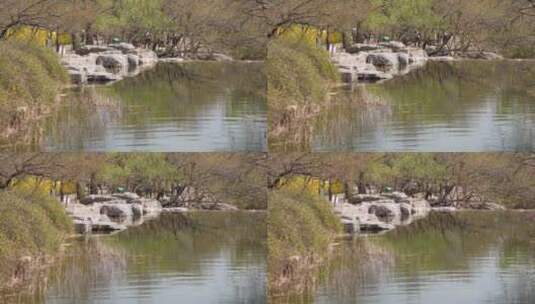 旅游湖水湖边植物游客游览高清在线视频素材下载