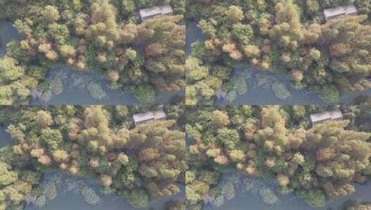 秋天红木杉植物航拍高清在线视频素材下载