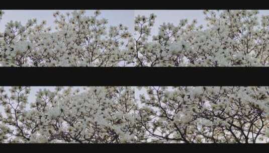 玉兰花 盛开的玉兰花1高清在线视频素材下载