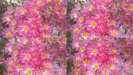秋菊粉红色的漂亮菊花高清在线视频素材下载