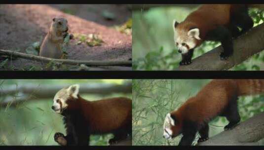 小浣熊小松鼠动物园小动物高清在线视频素材下载