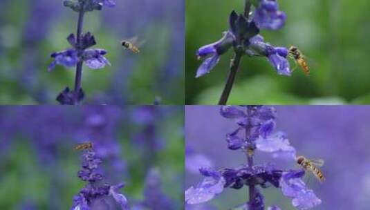 蜜蜂采蜜授粉 盛开紫色薰衣草花海高清在线视频素材下载