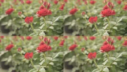 花卉拍摄高清在线视频素材下载