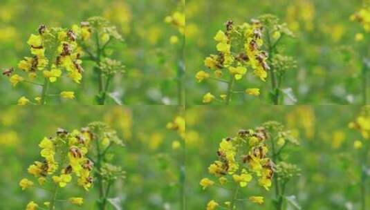 一群蜜蜂在油菜花上采蜜高清在线视频素材下载