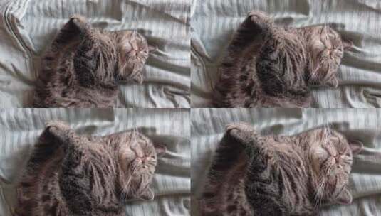 懒惰宠物猫休息的特写镜头高清在线视频素材下载