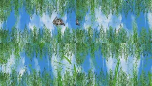 竹子动物竹林天幕树叶粒子飘落网红天幕高清在线视频素材下载
