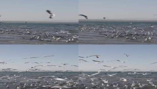 海鸥-竖屏-青海湖高清在线视频素材下载