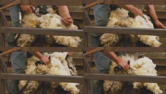英国男性农场工人剪毛羊的特写高清在线视频素材下载